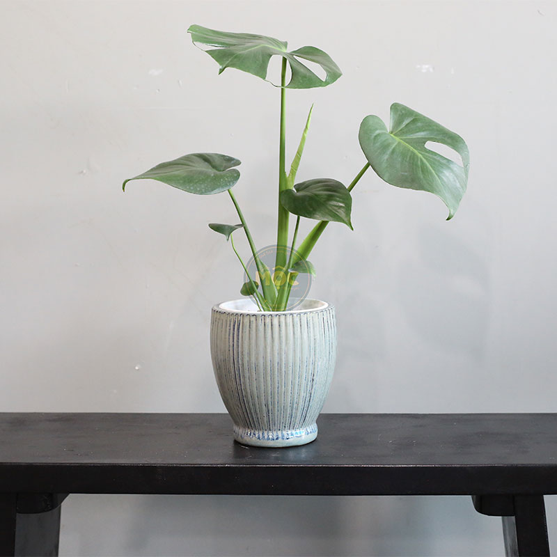 4208 ID Bầu Sọc 17x17x19